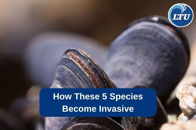 How These 5 Species Become Invasive